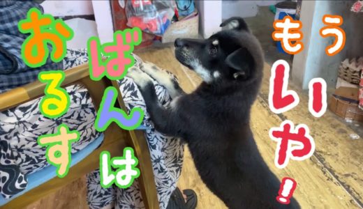 【海外保護犬㉑】犬語が止まらないマロ君💕お留守番をさせられてプンプンが収まらないのでいっぱい文句を言ってきます💕