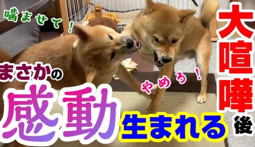 日々狂暴化する子犬の柴犬が先住犬との大喧嘩勃発！その後にまさかの感動が生まれた