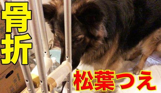 激痛！足の甲骨折しました・松葉杖で大型犬達との今後はどうなるの？I broke my leg