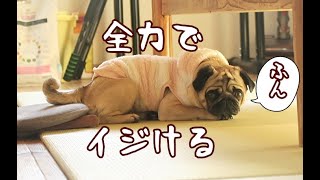 マンガのように分かりやすくイジける パグ犬ぷぅ Pug