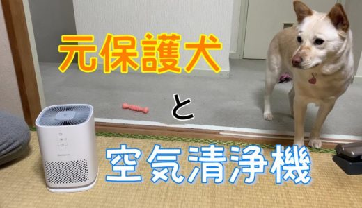 元保護犬コハクに空気清浄機が届きました【Elechomes】