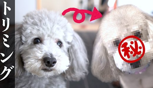 🐶犬のトリミング！！おじいちゃんヘアからの脱却！？【トイプードルのトリミング】