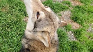 狼犬にもふもふマッサージを施してみた