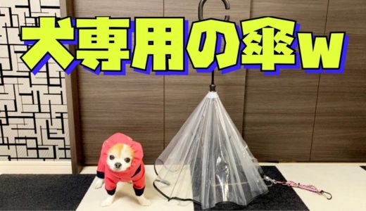 すれ違う人に100％笑われるけど本当は便利すぎる犬用の傘で散歩行きましたｗ【チワワ】