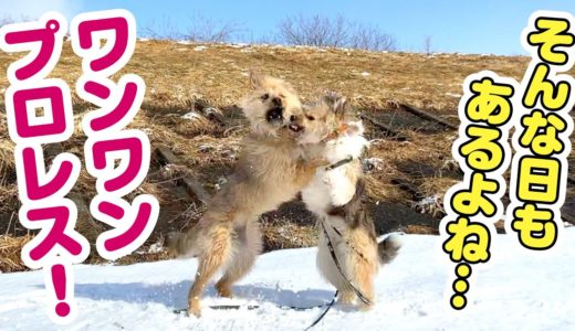 うちの犬のプロレスを始めてしまいました…