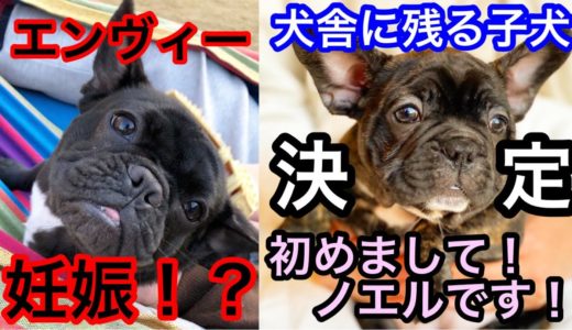 【重大発表】エンヴィー妊娠検査の結果は！？犬舎に残る子犬と名前も決定！