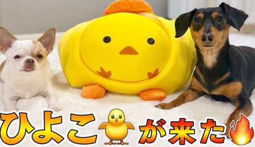 アマゾンの箱を見るとテンションが上がっちゃう犬