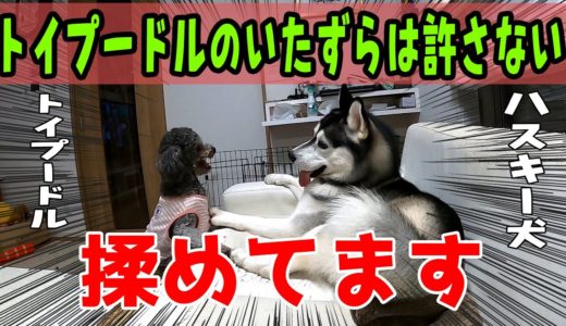 トイプードルのいたずらは許さないハスキー犬が面白い Husky and Poodle