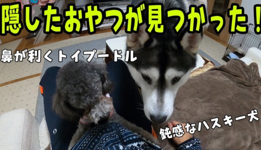 隠したおやつを見つけたトイプードルとハスキー犬