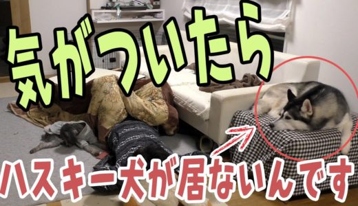 大暴れして、気がついたらハスキー犬が居ないんです！