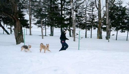 いよいよチーム感が出てきたママと犬たち