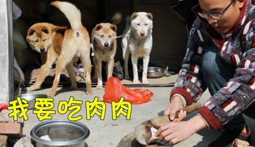 给中华田园犬改善一下伙食，三狗子全程目不转睛，开饭先挑肉！