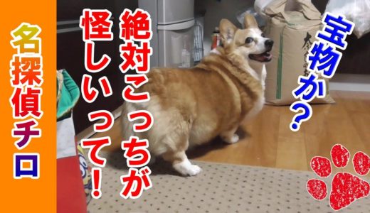 名探偵になり切ってる犬(笑)【コーギーチロ】