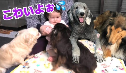 【モニタリング】赤ちゃんは小型犬より大型犬が大好き⁉︎