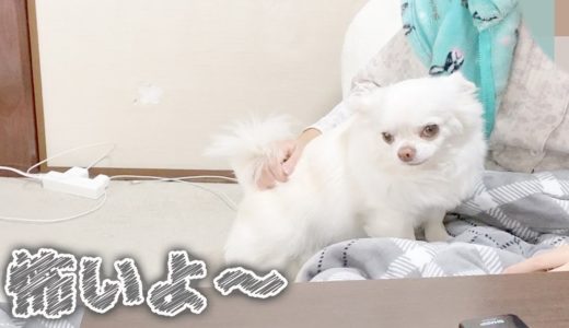 ぬいぐるみが怖くて姉ちゃんに助けを求める犬！可愛い一面♥チワワのコハク