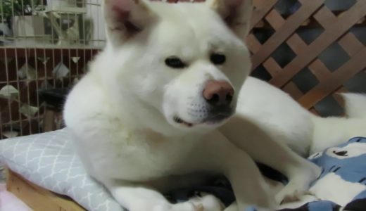 【秋田犬ゆうき】寝る時間となったので毛布を追加で掛けて貰う【akita dog】