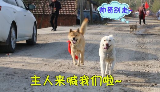 早上一开门，三只中华田园犬咬断绳子全跑了，害得主人一番好找！