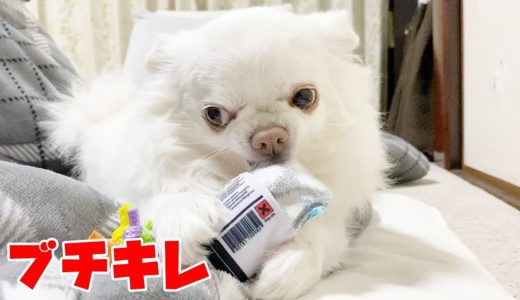 プレゼントを気に入るとブチキレる犬！大喜びなんですよチワワのコハク  DoggyBox