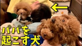 パパを起こす必殺技を持つ犬！【トイプードル】