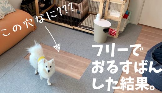 【犬の留守番】ケージフリーでのお留守番中にとんでもないことをする日本スピッツちぃ。 / What Happens When You Leave a Dog Home Alone