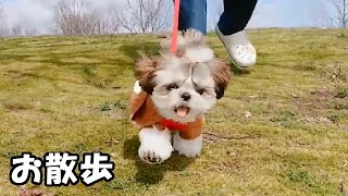 お散歩 / 公園✨生後5ヶ月✨【シーズー 犬 / 子犬 / shih tzu dog / puppy】