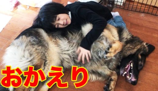 お帰り！待ってたよ・シェパード犬マックと孫娘の放課後・I like playing with dogs