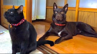 朝からハイテンションな犬と子猫。