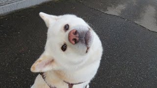 【秋田犬ゆうき】天気の良い日は気持ち良くて動きたく無いを態度で表す【akita dog】