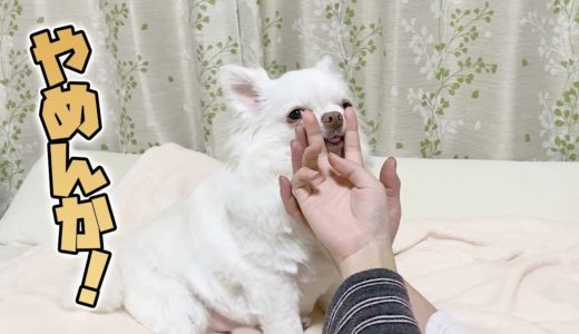 うざい撫で方に困ってイラッとする犬！チワワのコハク