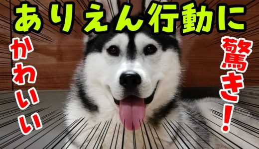 ありえん行動にびっくり！ハスキー犬とトイプードル