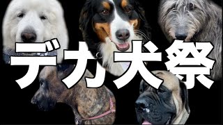 【犬イベント】超大型犬がこれだけ集まると楽しいわ【ビッグわん大集合2020】