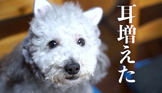 猫耳をつけた犬。食事の際の耳汚れ改善！？【トイプードル】