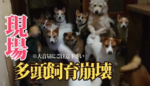 ＃１３【扉開けば大量の犬】多頭飼育崩壊が起きていた現場…