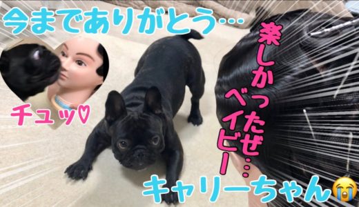 相棒と遊ぶ最後の日！涙を流しながら遊ぶ犬がかわいすぎる【フレンチブルドッグ】