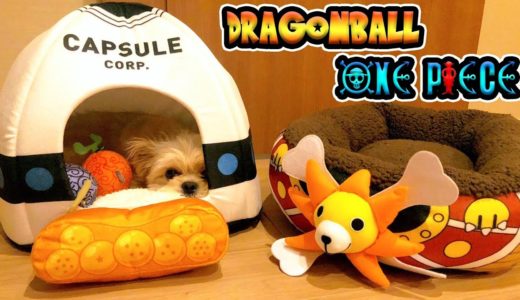 【ワンピース】犬に悪魔の実とサニー号とカプセルコーポレーションの家を買ってみた！ONE PIECE & DRAGON BALL Pet Products【ドラゴンボール】