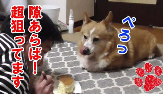 目の前にご馳走がある時の犬がとった行動は？【コーギーチロ】