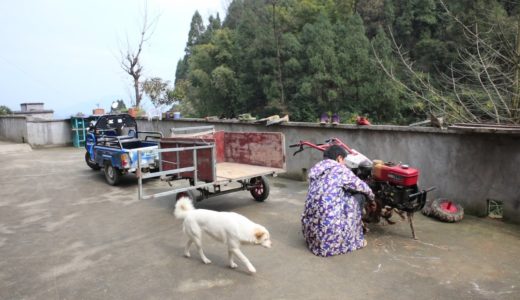 田園犬發現主人要下地，邁著小碎步在主人身旁轉悠，準備隨時出發