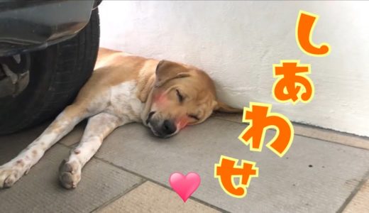 【犬９匹と海外生活】検証：寝ているモカ君の前にエサを置いたらどうなる？おはぎ姉妹が乱入！そして迷惑そうなモカが笑える