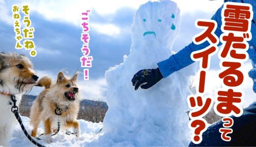 なぜうちの犬は雪だるまに興奮し、かじってしまうのでしょうか…？