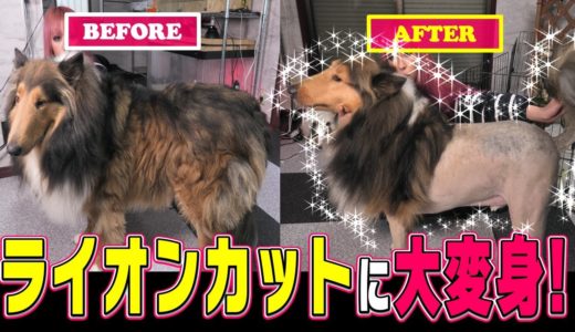 長毛大型犬を【ライオンカット】挑戦してみた‼︎