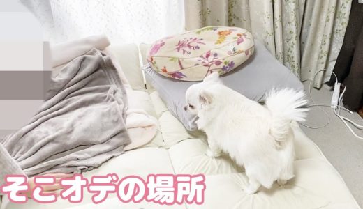 オデの場所を取られてしょんぼりする犬！休日の姉弟喧嘩チワワのコハク