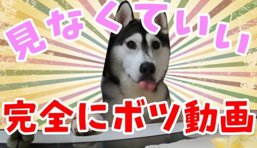 ボツ動画になった ハスキー犬とトイプードル