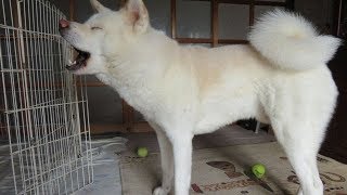 【秋田犬ゆうき】お散歩に行くのが嬉し過ぎるのでとりあえず飼い主を甘噛む【akita dog】