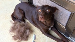 犬の抜け毛がひどいのでブラッシングしたらとんでもない事になった。。