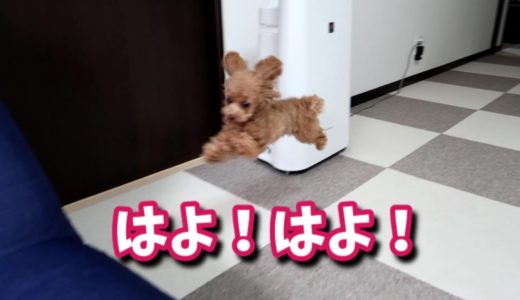 家をかける少犬【トイプードルのコロン】