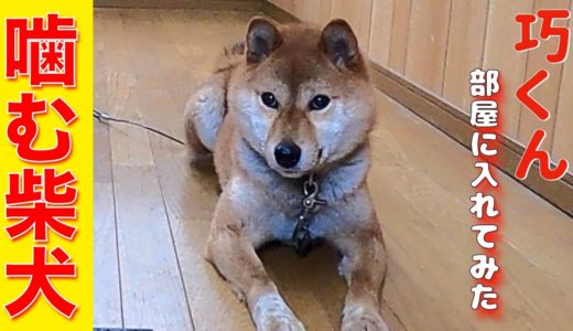 噛み犬を迎入れた時 施設の対応【噛む柴犬巧くんと密室】