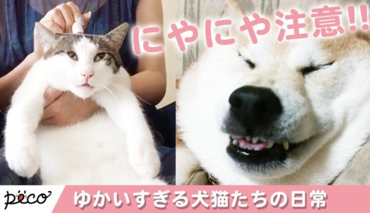 【にやにや注意!!】犬猫たちの日常は、毎日がとっても愉快です♪【PECO】