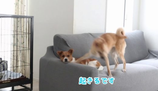 遊びの誘い方が下手で可愛いすぎる犬