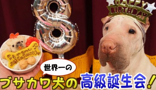 世界一のブサカワ犬のお誕生日会！高級プレゼントの内容がすごい！！