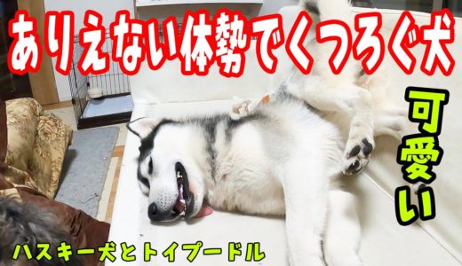 ありえない大勢でくつろぐ犬が可愛い